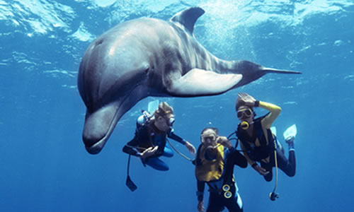 Dolphin Dive - Freeport, Bahamas $219 for 2.5 hours