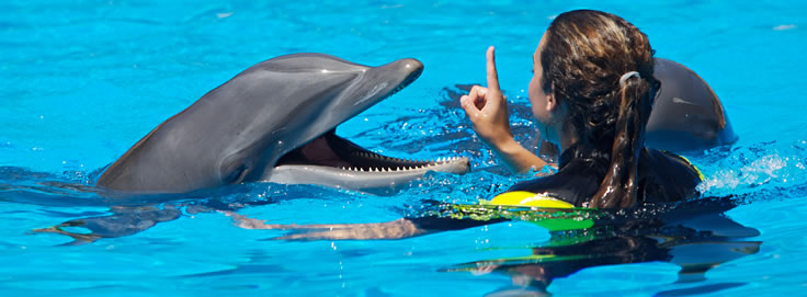 swim with dolphins in freeport bahamas