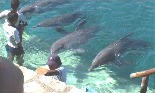 Assistant Dolphin Trainer - Bahamas $389 for 4.5 hours