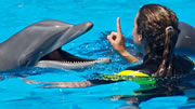 2 day cruise enjoy dolphins freeport bahamas - $99 Bahamas Cruise from Palm Beach 2 Day Cruise to the Bahamas