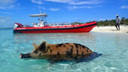 2 day cruise swim with the pigs Freeport Bahamas