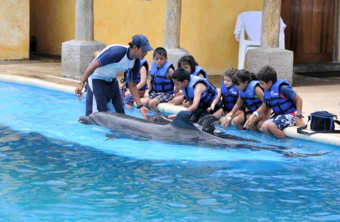 Become A Dolphin Trainer For A Day and swim with the dolphins in freeport bahamas