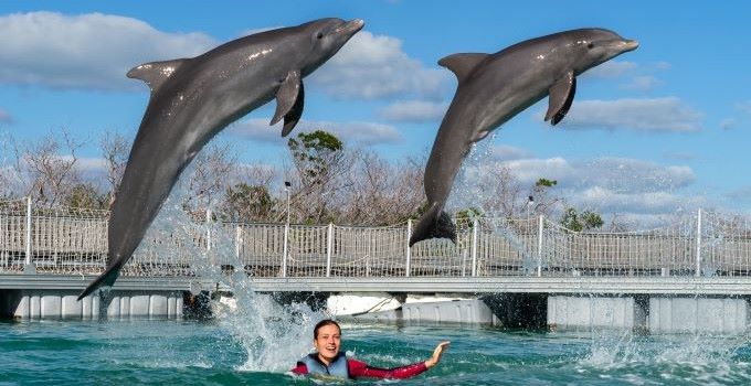 Enjoy an intimate encounter with dolphins